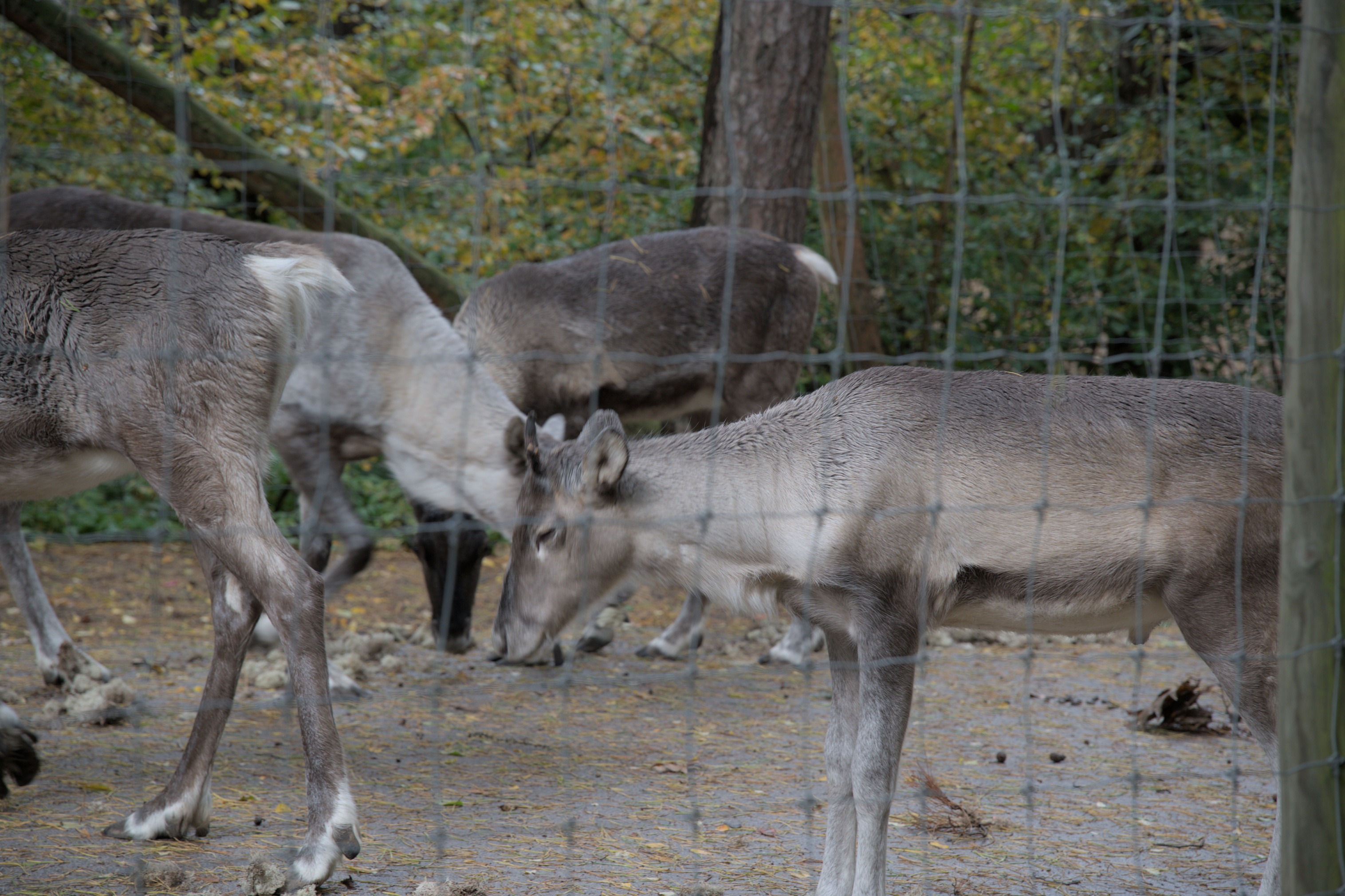 2025/10/12 - zoo/DSC_0068.jpg